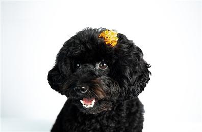 Ed Sheeran新曲《Celestial》MV公开